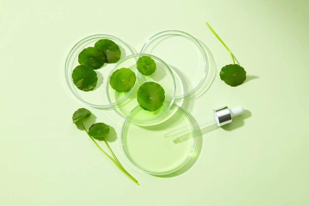 Have you ever heard about the magical ingredient Gotu Kola?